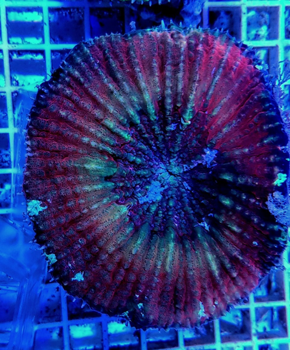 Lobophyllia vitiensis (Assorted Colors)