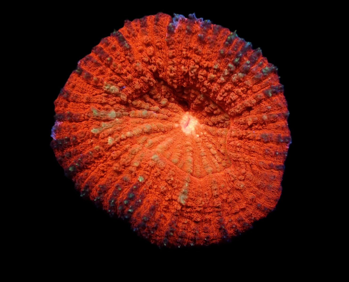 Lobophyllia vitiensis (Orange)
