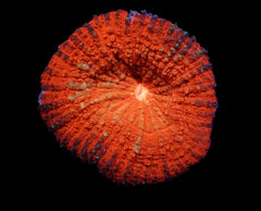 Lobophyllia vitiensis (Orange)