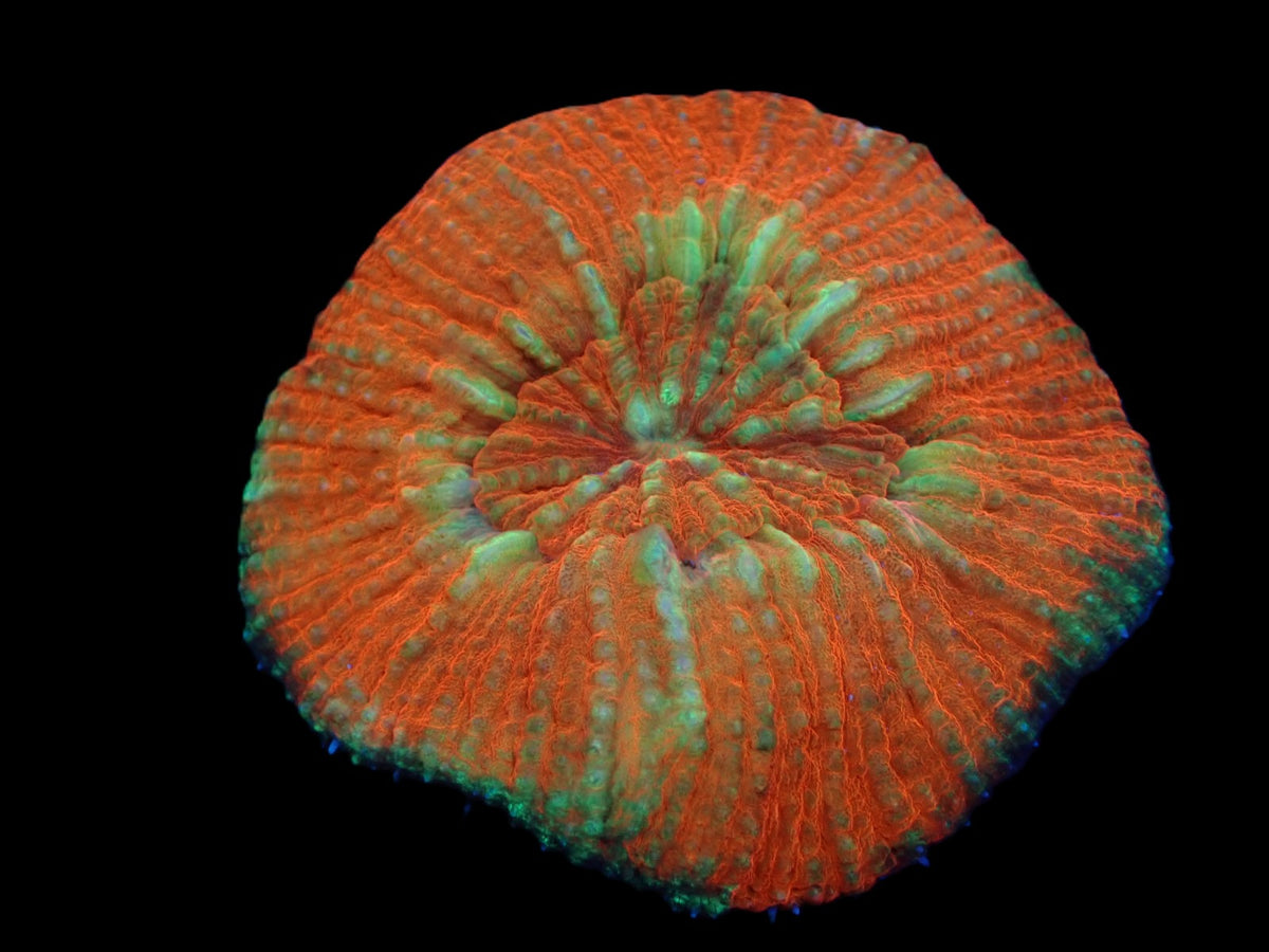 Lobophyllia vitiensis (Ultra) pb 501