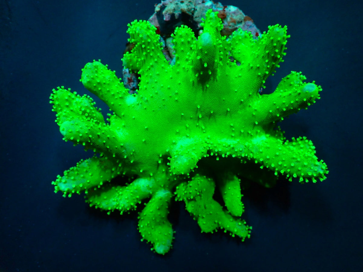 Lobophytum spp. (Fluor Green)