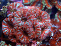 Acanthastrea lordhowensis (Red)