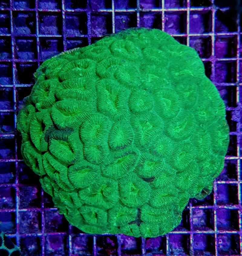 Barabattoia amicorum