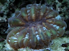 Cynarina lacrymalis