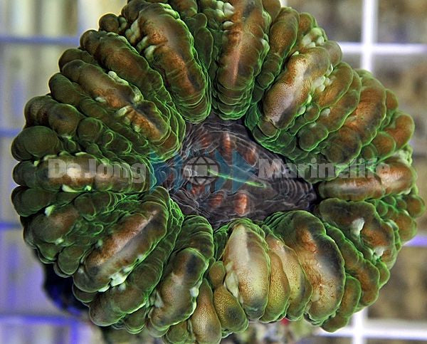 Cynarina lacrymalis (Green)