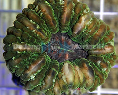 Cynarina lacrymalis (Green)