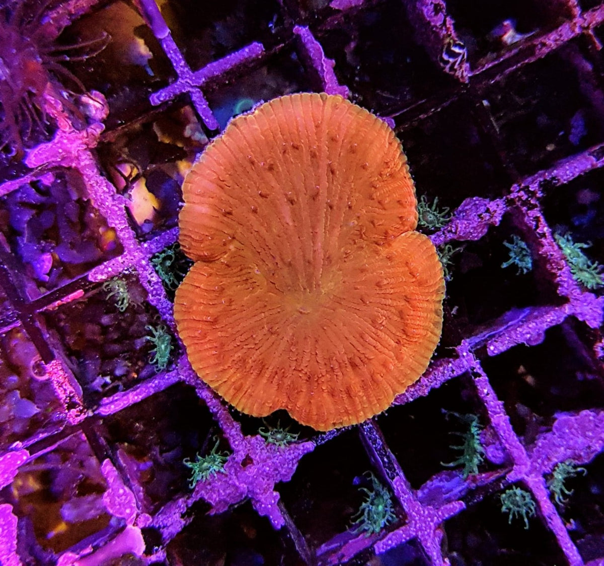 Diaseris fragilis (Premium)