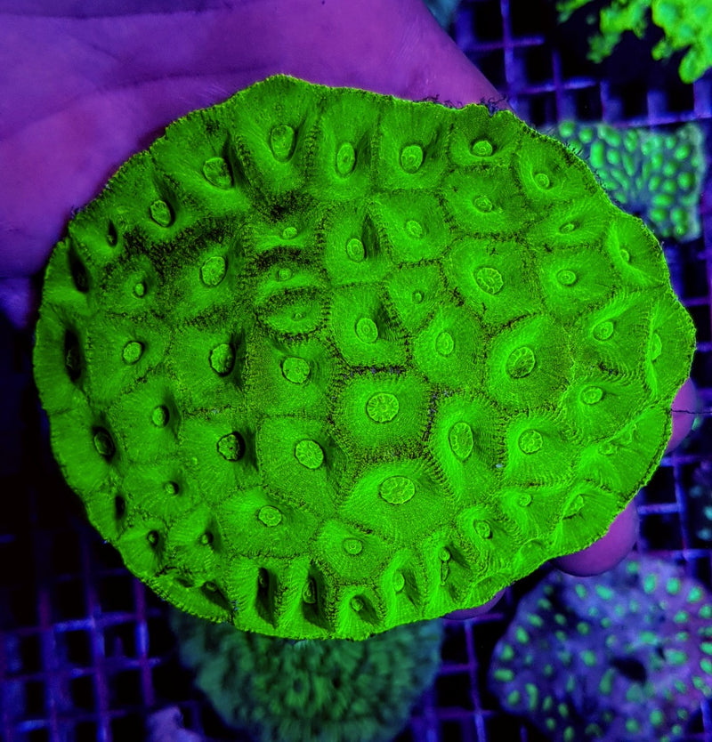 Goniastrea spp. (Green)