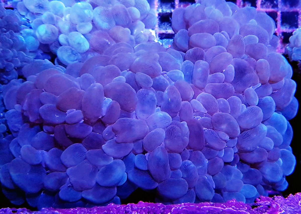 Plerogyra sinuosa