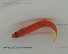 Lubbockichthys multisquamatus