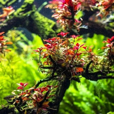 Ludwigia palustrusi super red in pot