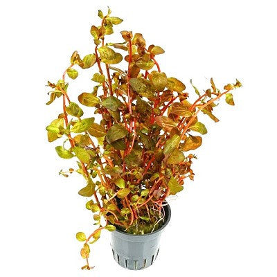 Ludwigia Senegalensis Guinea in pot