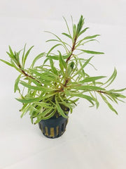 Ludwigia sp. white in pot