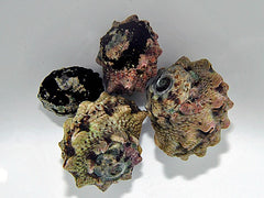 Lunella coronata
