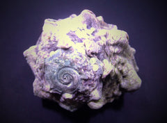 Lunella coronata