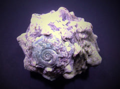 Lunella coronata