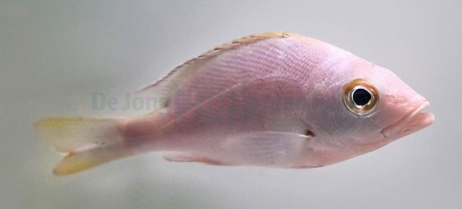 Lutjanus gibbus