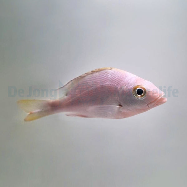 Lutjanus gibbus