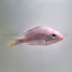 Lutjanus gibbus