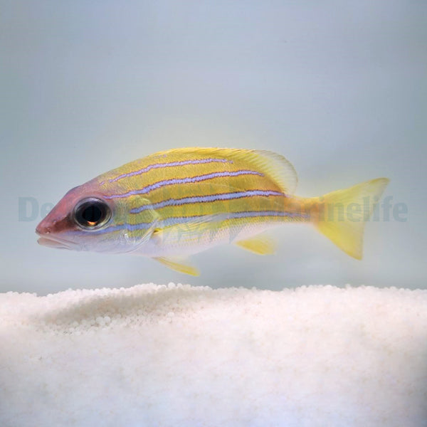 Lutjanus kasmira