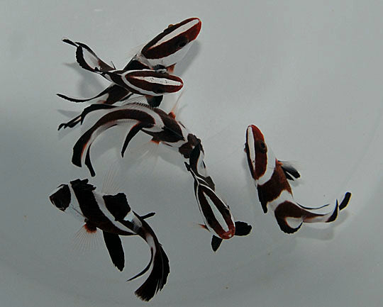 Lutjanus sebae