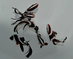 Lutjanus sebae