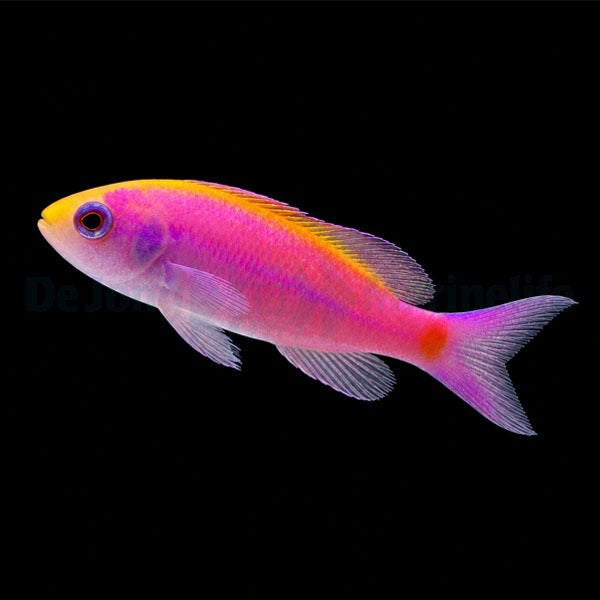 Luzonichthys whitleyi