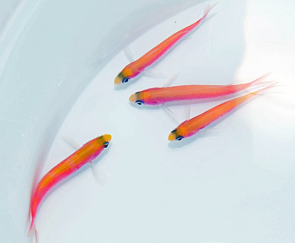 Luzonichthys whitleyi