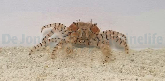 Lybia tesselata