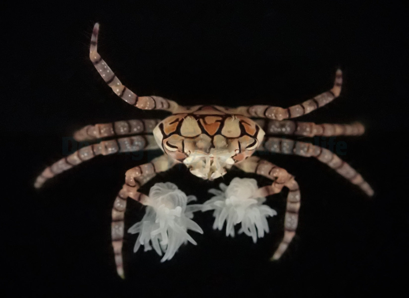 Lybia tesselata