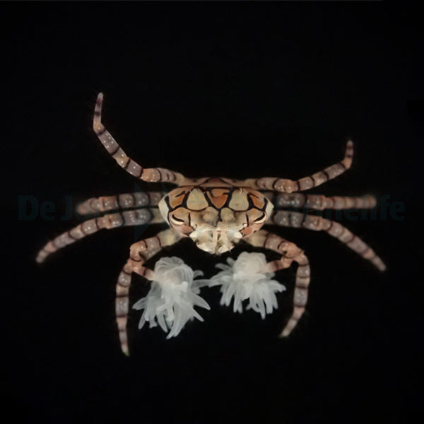 Lybia tesselata