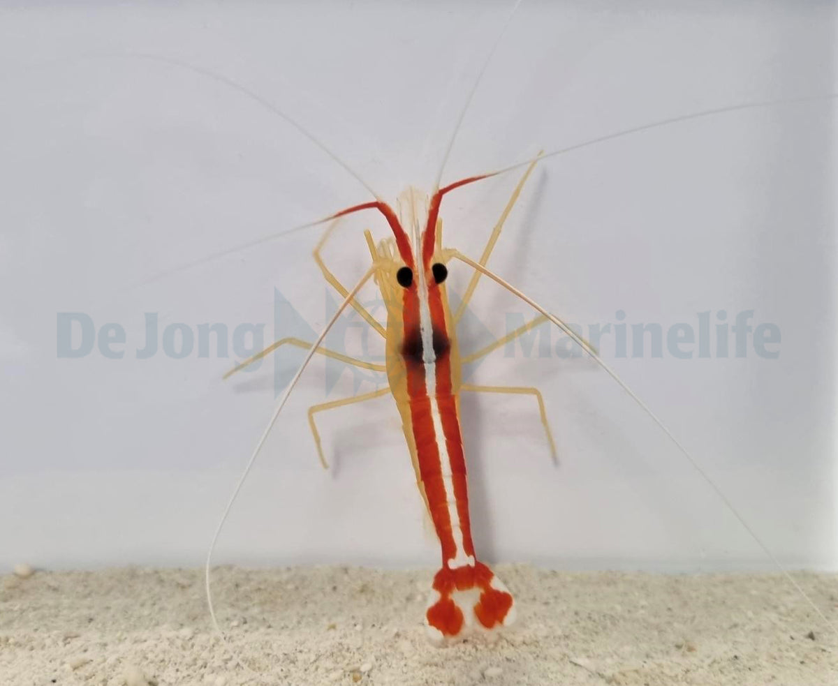 Lysmata amboinensis