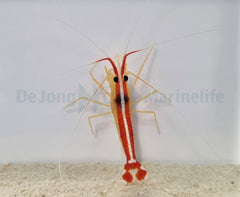 Lysmata amboinensis