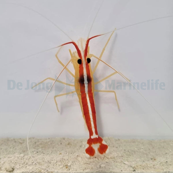 Lysmata amboinensis