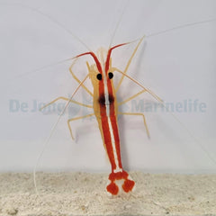 Lysmata amboinensis
