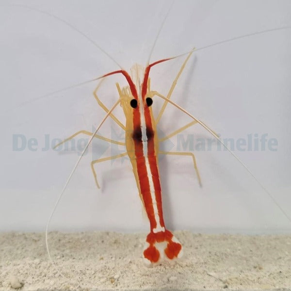 Lysmata amboinensis (Mixed)