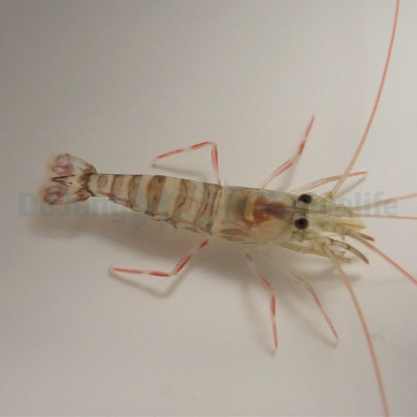 Lysmata kuekenthali - T.B.