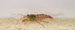 Lysmata kuekenthali