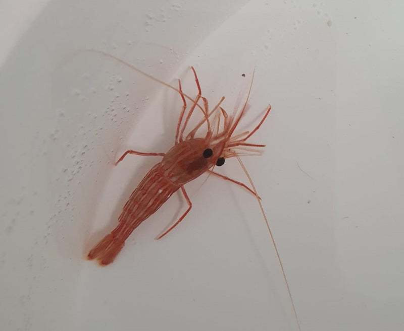 Lysmata seticaudata