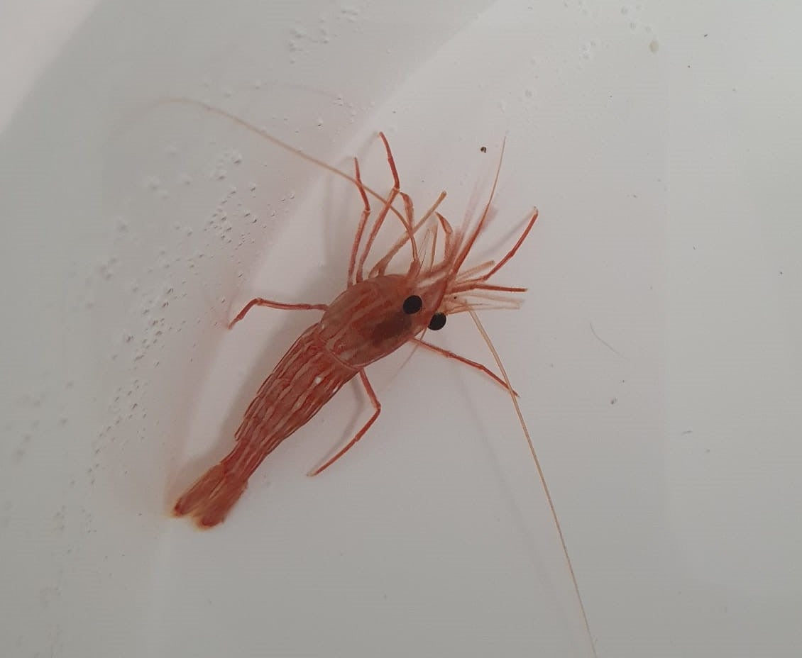 Lysmata seticaudata