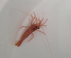 Lysmata seticaudata