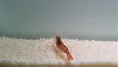 Lysmata vittata