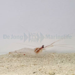 Lysmata wurdemanni - DJM Bred