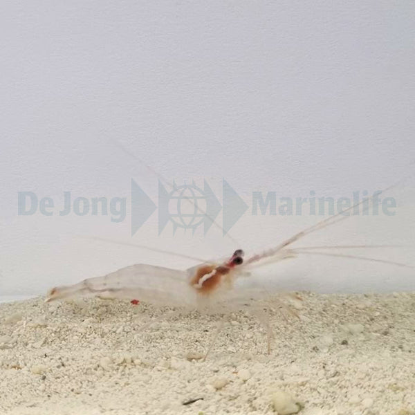 Lysmata wurdemanni - T.B.