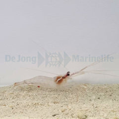 Lysmata wurdemanni - T.B.