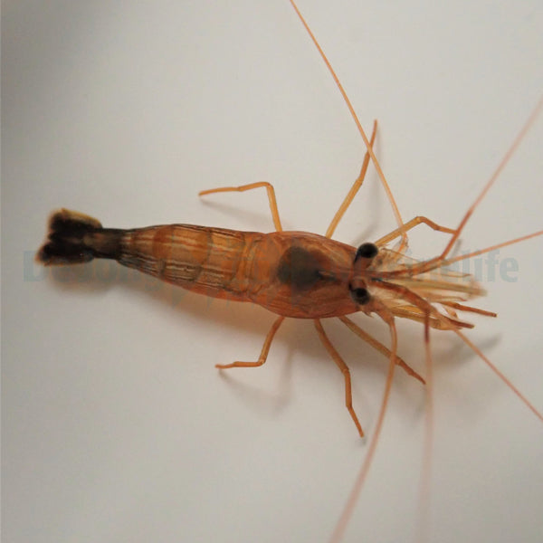 Lysmata wurdemanni