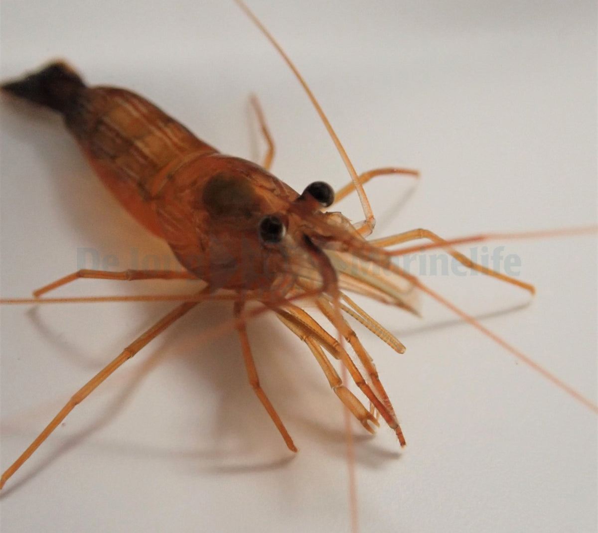 Lysmata wurdemanni