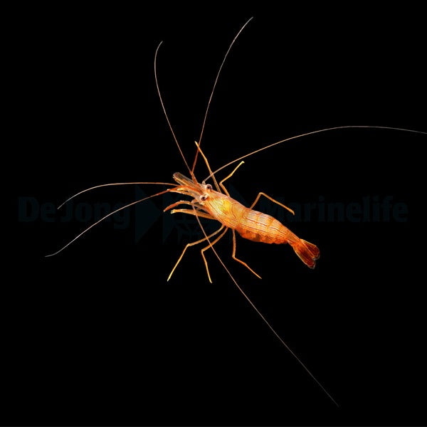 Lysmata wurdemanni - DJM Bred