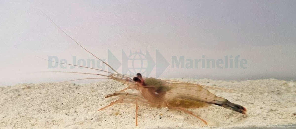 Lysmata wurdemanni