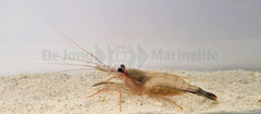 Lysmata wurdemanni